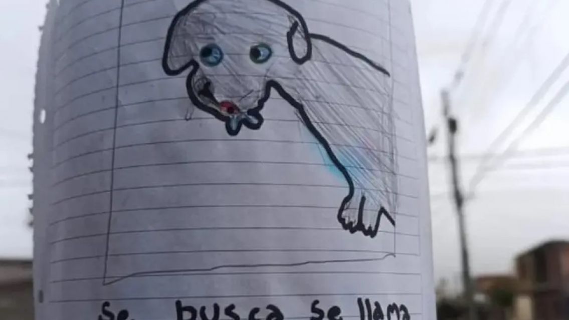 Juje�ito dibuj� carteles de su perro perdido, se volvieron virales y logr� recuperarlo