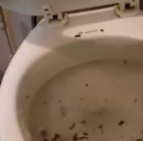 Ya destruyeron los ba&ntilde;os del nuevo museo de Jujuy: "Pa&ntilde;ales y..."