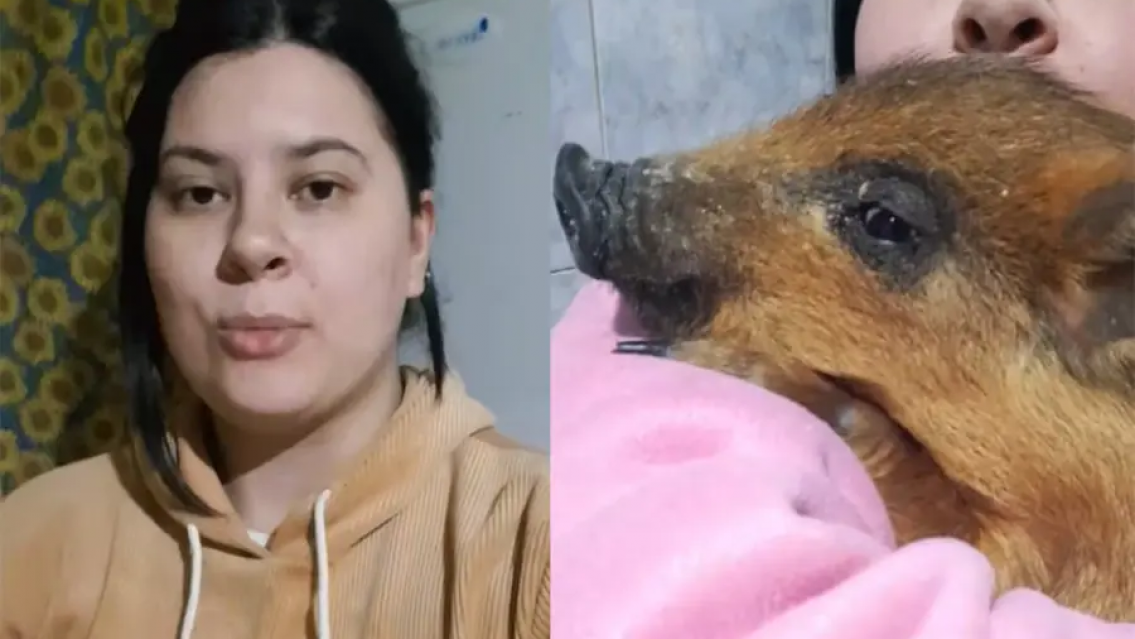 El horror, pens� haber rescatado a un cerdito pero...