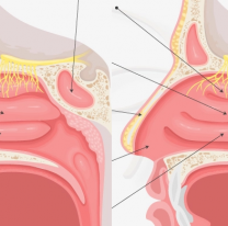 "Ingres&oacute; a mis fosas nasales", la droga que habr&iacute;a usado Marley contra su v&iacute;ctima
