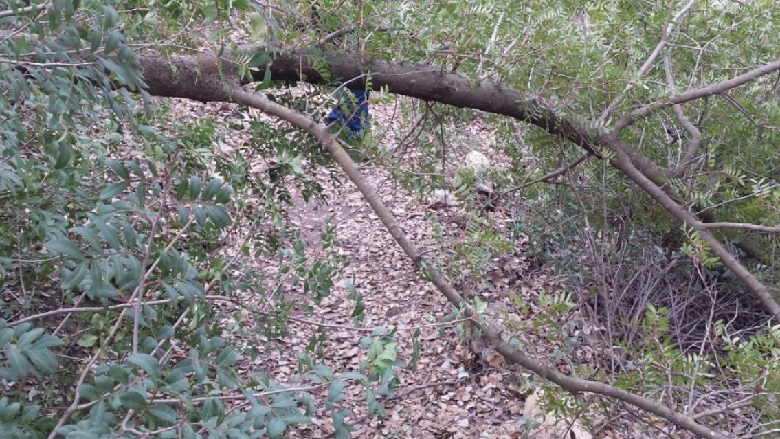 Jujeño subió a un árbol y quedó colgando de su "tesoro más preciado": está grave