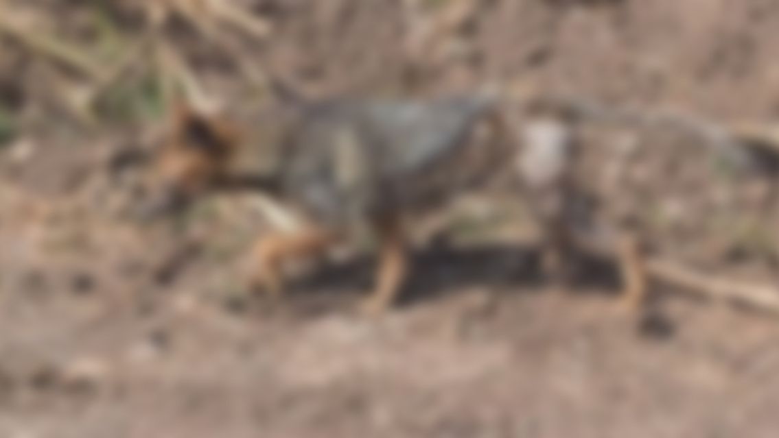 Preocupaci�n en Alto Comedero: dicen que un animal se come los perros