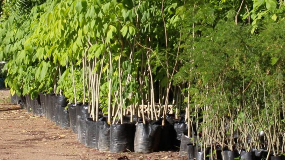 Regalan árboles en Jujuy: hay un montón de especies