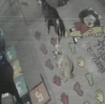 Dejaron libre al delincuente que ayer protagoniz&oacute; un violento robo en Jujuy