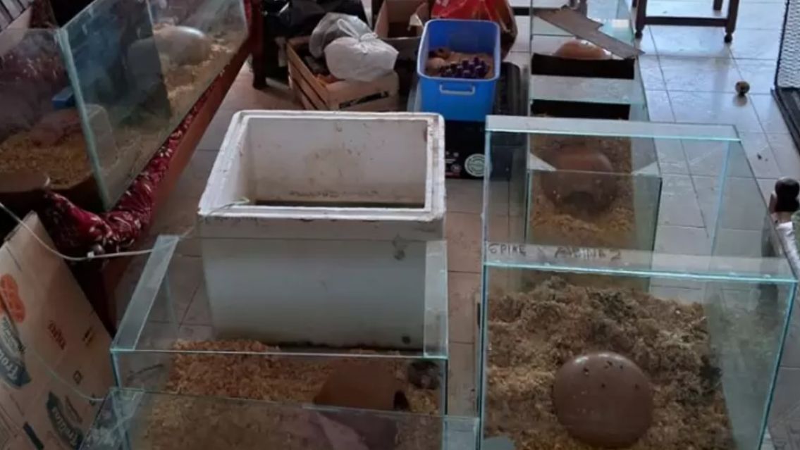 Allanan una casa en Alto Comedero y encuentran un monón de animales exóticos