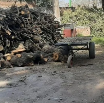 Desastre ambiental en Perico: talaron casi todos los árboles del cementerio