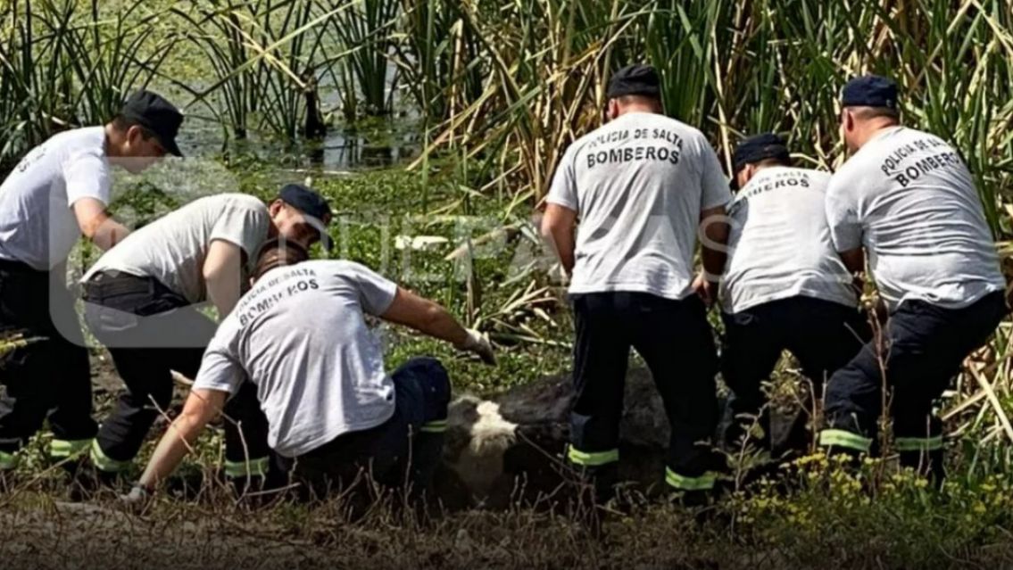[URGENTE] Varios animales se cayeron a los piletones de zona norte: incre�ble rescate
