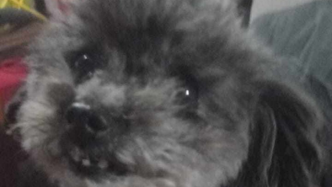 Familia jujeña ofrece jugosa recompensa por su perra Morita