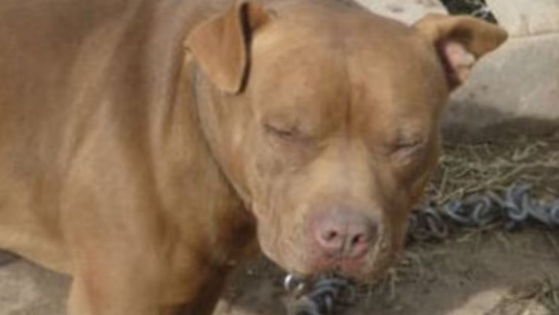 Otro pitbull descontrolado en Jujuy: hay una nena grave 