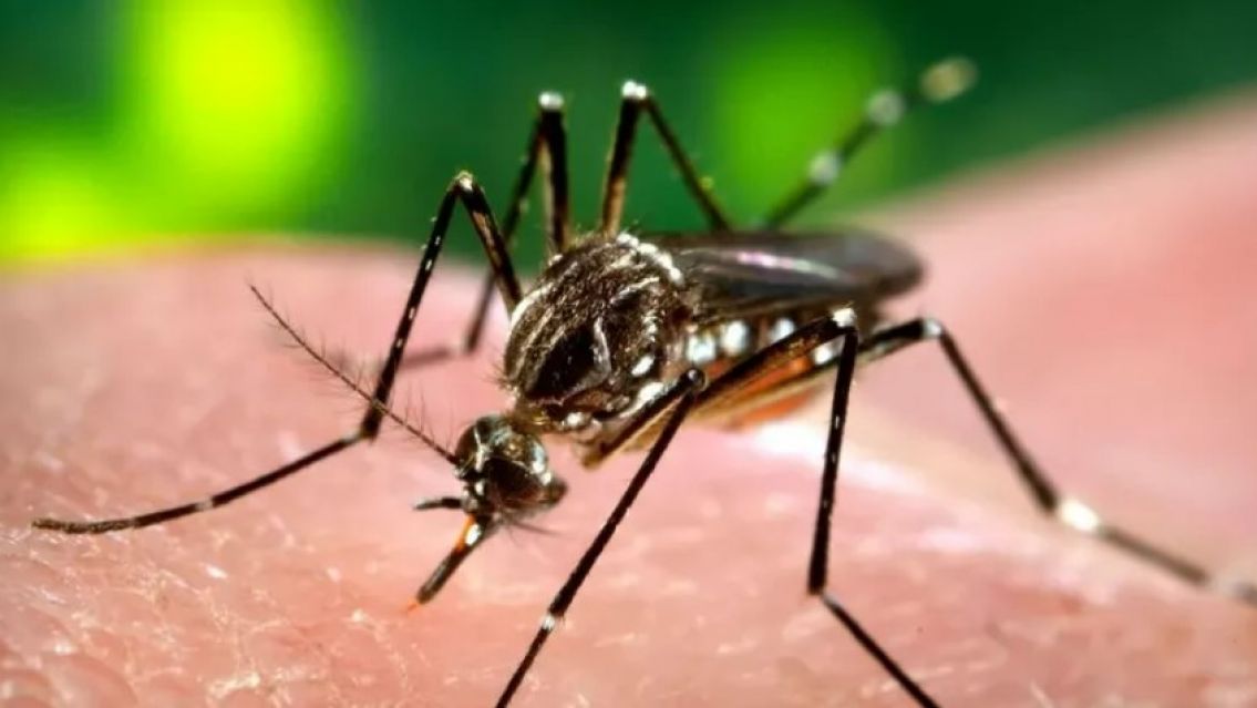 Esta semana llegan las vacunas contra el dengue a Jujuy: ¿Cuándo?