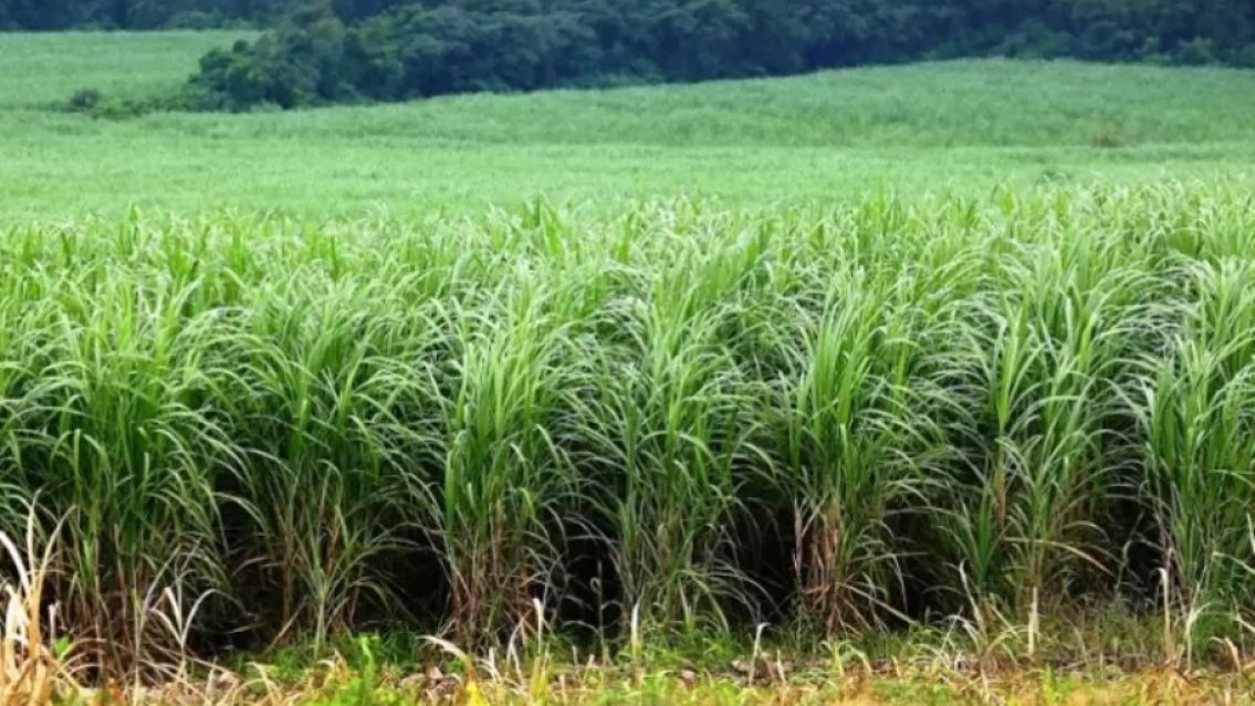 Cañeros de Jujuy en pie de guerra ante la posibilidad del ingreso de azúcar importadaa