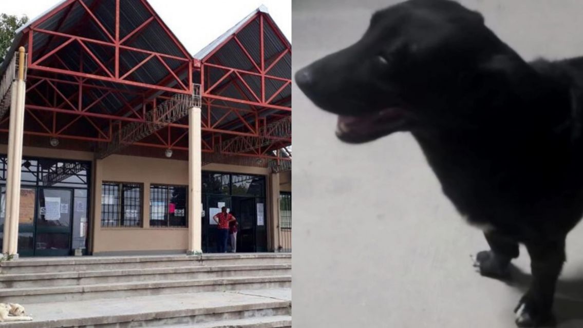 Pol�mica en el Hospital Snopek: quieren sacar a los perros callejeros pero proteccionistas se oponen 