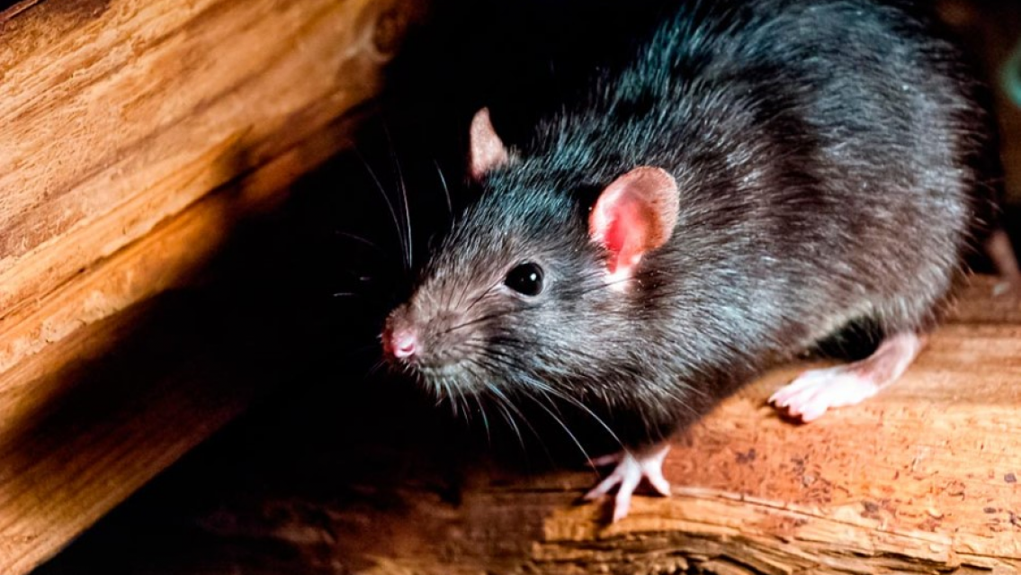 Changuito fue mordido por una rata en la escuelita: termin� en el hospital