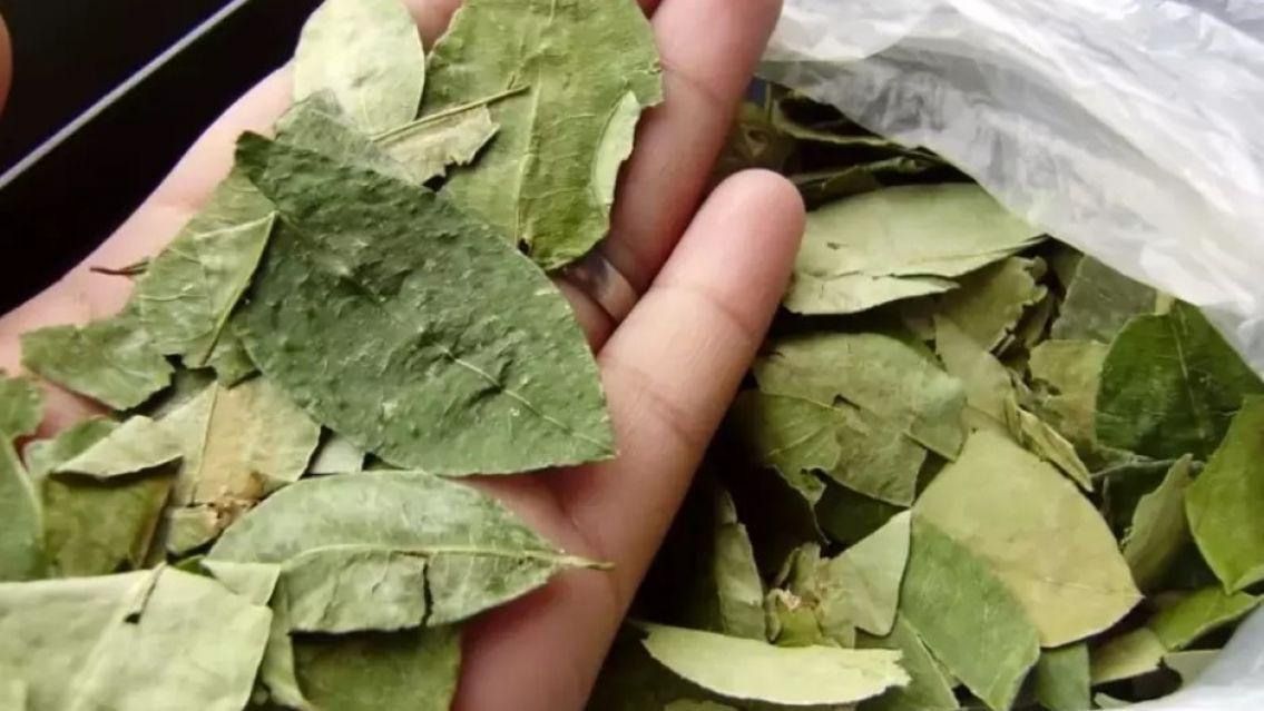 Jujuy medir� la inflaci�n en las hojas de coca para coquear