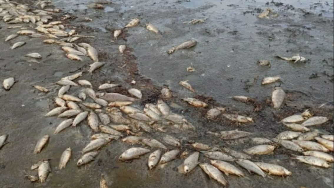 Unos 2.000 peces aparecieron muertos en el dique Los Alisos