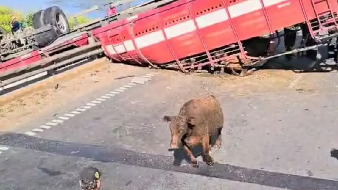 "Asadito", faenaron vacas de un camión que volcó