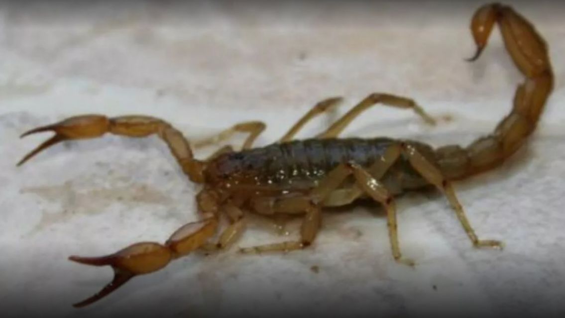 [TRAGEDIA ]Le pic� un alacr�n y falleci� al instante: "Ten�a 4 a�itos..."