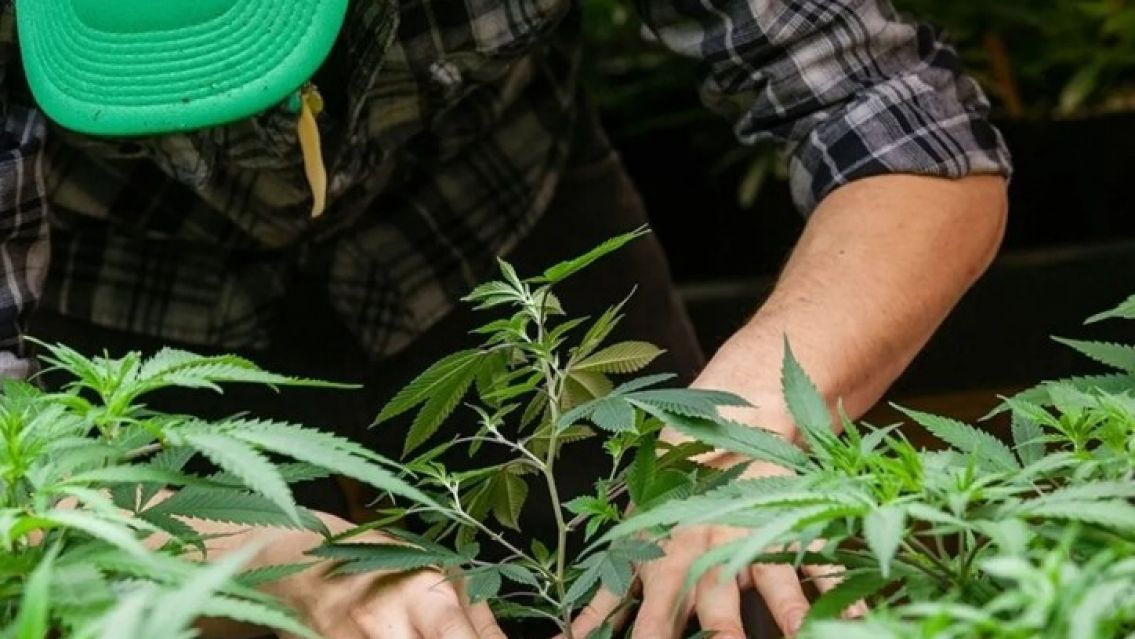 Aseguran que los tabacaleros de Jujuy no cultivan cannabis