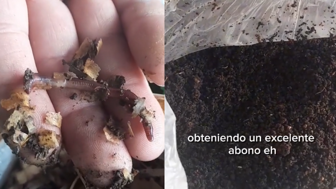 ¡Impresionante! Lombrices californianas en Jujuy. ¿Son para yusquear?