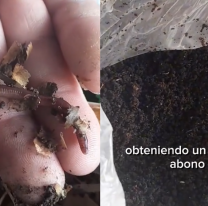 &iexcl;Impresionante! Lombrices californianas en Jujuy. &iquest;Son para yusquear?