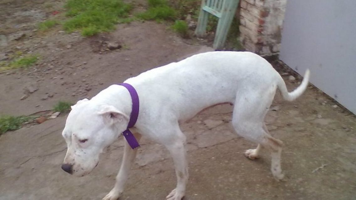 "Te tiran un dogo encima": la nueva de los chorros juje�os