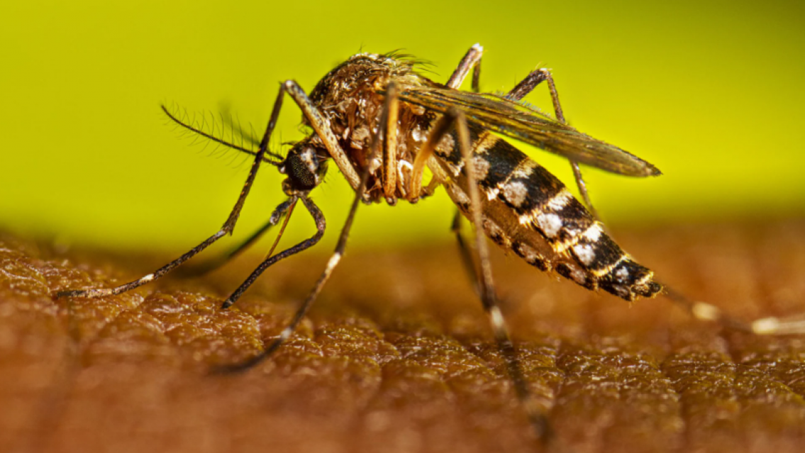 Jujuy lleva 100 días sin dengue: solo casos sospechosos