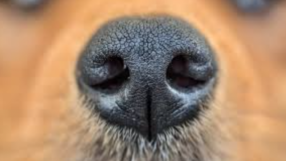 "Canela olfatea algo": abrieron dos autos y encontraron "fafa" por todos lados 