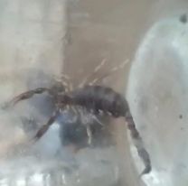 Una beba muri&oacute; tras ser picada por un alacr&aacute;n