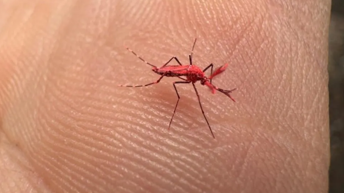 �Qu� hacer si te encontr�s con un "mosquito rojo"?