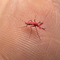 &iquest;Qu&eacute; hacer si te encontr&aacute;s con un "mosquito rojo"?