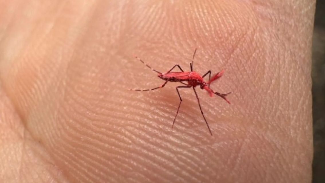[URGENTE] Aparecieron miles de mosquitos rojos: porqu� no hay que eliminarlos