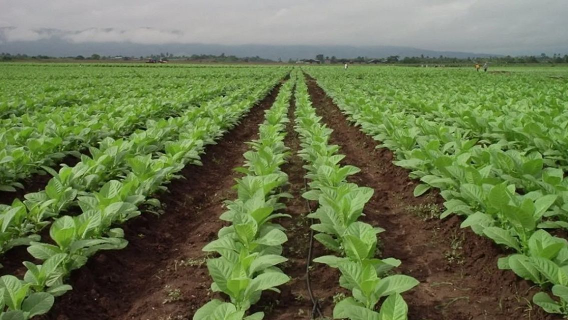 Inició la cosecha de tabaco en Jujuy y aseguran que falta mano de obra
