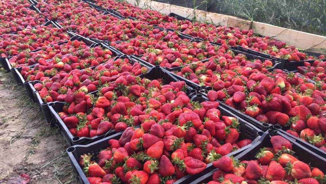 El famoso que llegó a Jujuy y cosechó frutillas como si nada, le sacaron fotos