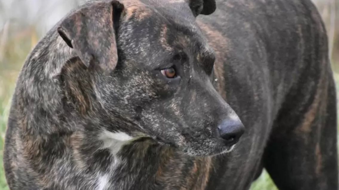 Preocupación por la salud de "La China", la perrita más querida de Jujuy