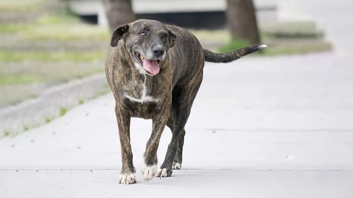 ¡La China está bien!: la perrita más querida de Jujuy, sin problemas de salud
