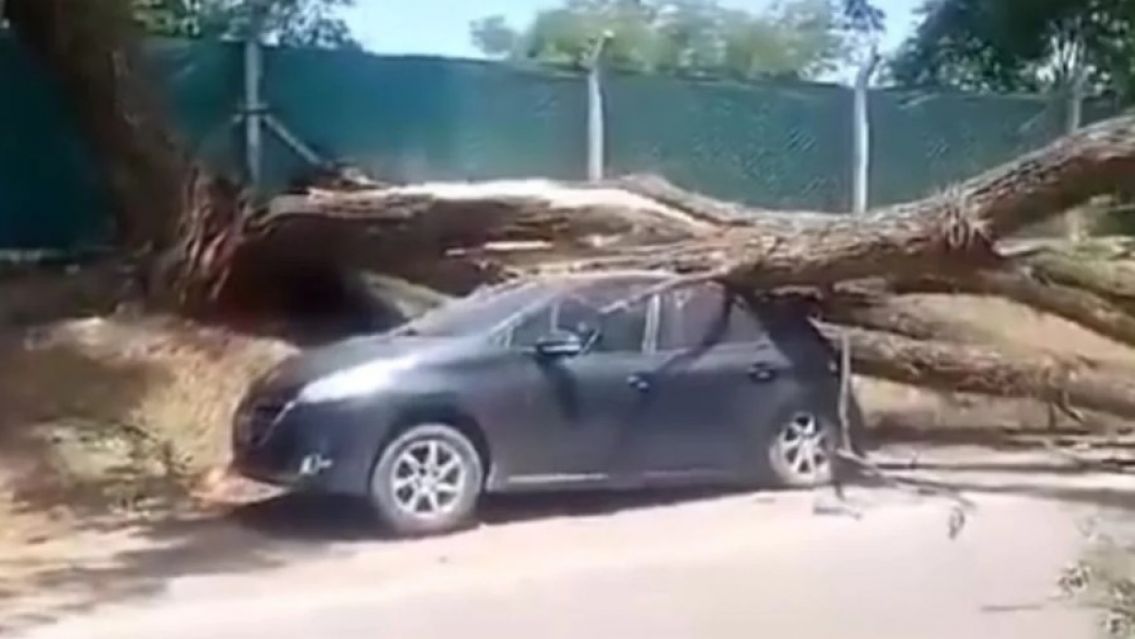 Un �rbol cay� sobre dos autos e interrumpi� el tr�nsito en la ruta N�9