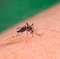 Cu&aacute;l es el horario en el que pica m&aacute;s el mosquito del dengue