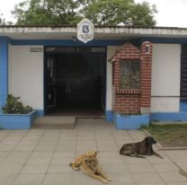 Un ni&ntilde;o fue atacado por un perro en Jujuy: tiene heridas en la cara y en lo brazos