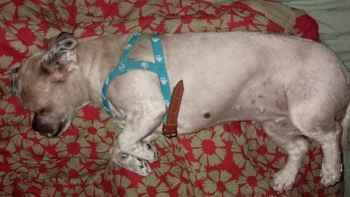 "Se perdi� mi perra, es cruza de caniche": desesperado pedido de una familia juje�a