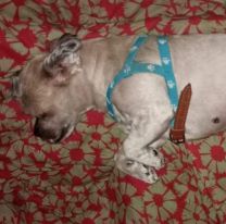 "Se perdi&oacute; mi perra, es cruza de caniche": desesperado pedido de una familia juje&ntilde;a