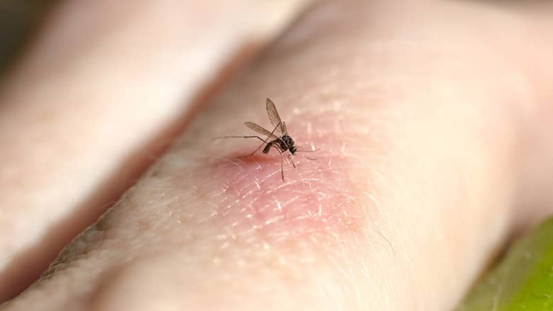 Otra enfermedad transmitida por un mosquito mat� a dos norte�itas