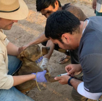 ALERTA por Leishmaniasis: crecimiento exagerado de las uñas y hemorragia nasal