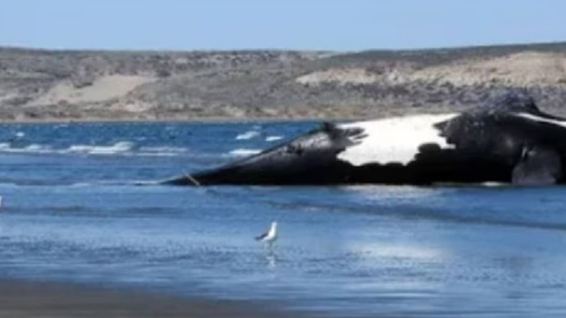 Pen�nsula Vald�s: Aparecieron 21 ballenas muertas y ya son m�s de 70 en lo que va del a�o