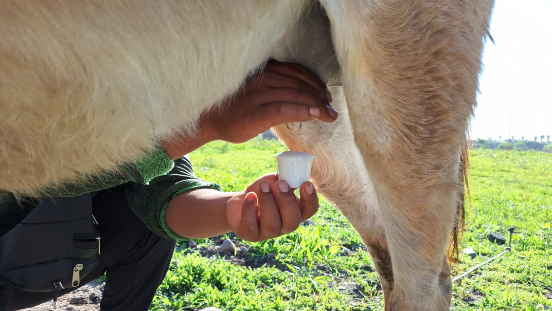 Es furor la leche de burra en Jujuy, ¿te animás a probar?