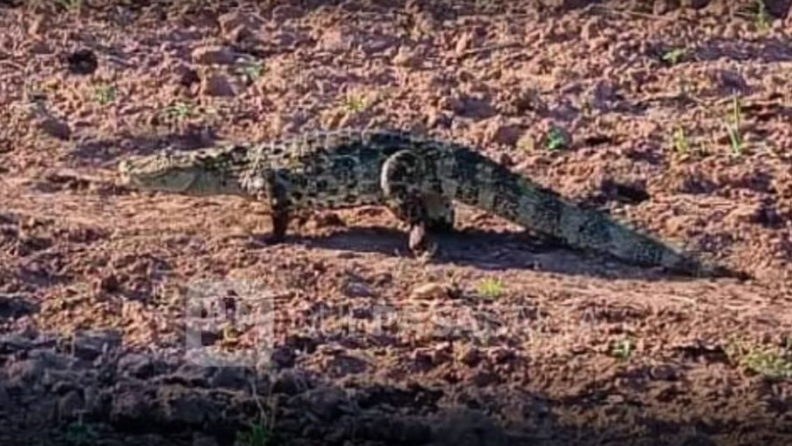 Sorpresa total: apareci� un "cocodrilo" en Salta y varios le sacaron fotos