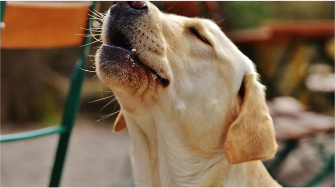 Cómo superar la pérdida de tu perrito: el único camino para la calma