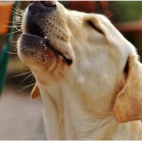 Cómo superar la pérdida de tu perrito: el único camino para la calma