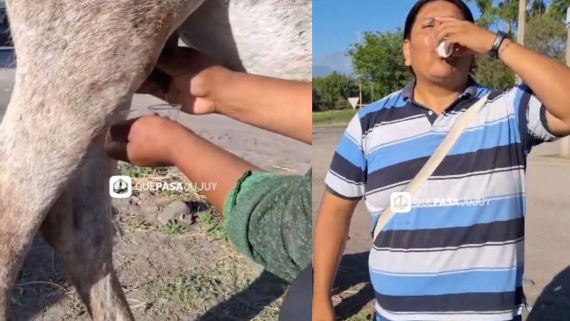 Furor por la leche de burra en Jujuy: "ideal para el pechito"