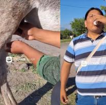 Furor por la leche de burra en Jujuy: "ideal para el pechito"