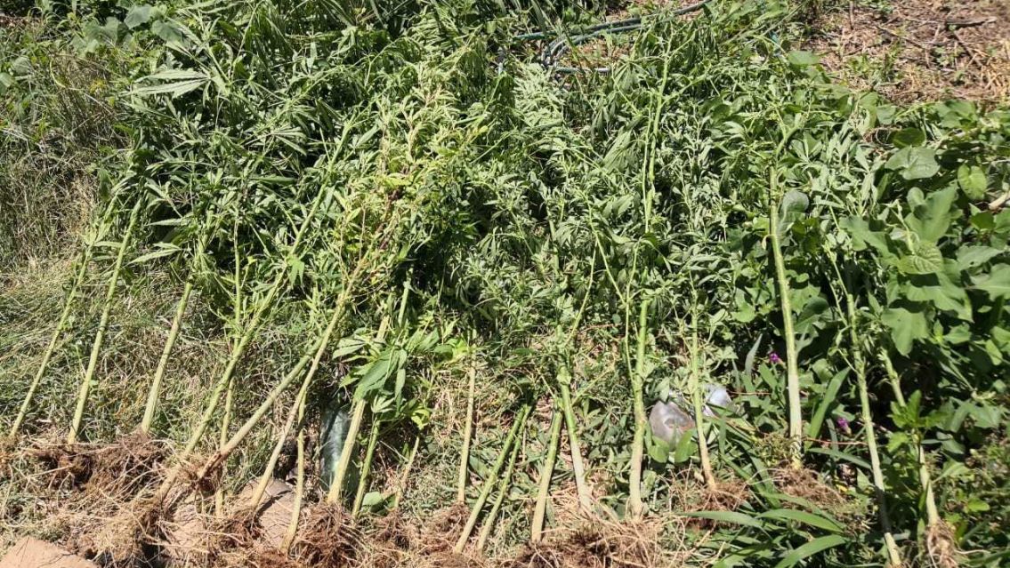 Juje�o golpe� ferozmente a su hermana por arrancar sus plantines de marihuana